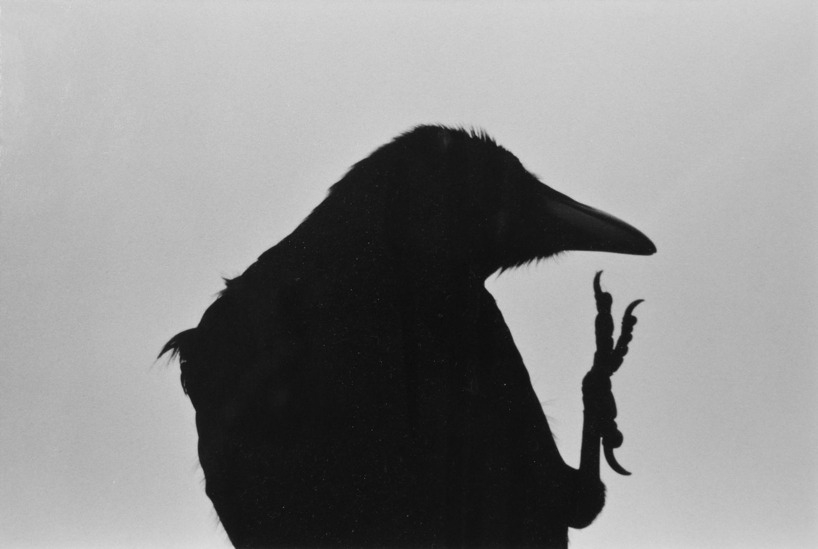 Raven: Size:28 * 36 cm Aritist:Masahisa Fukase Shooting Year:1976 Medium:Gelatin Silver Print Signature:Signed by artist Edition:Open Edition Framing:Museum-grade framing with anti-reflective glass and acid-
