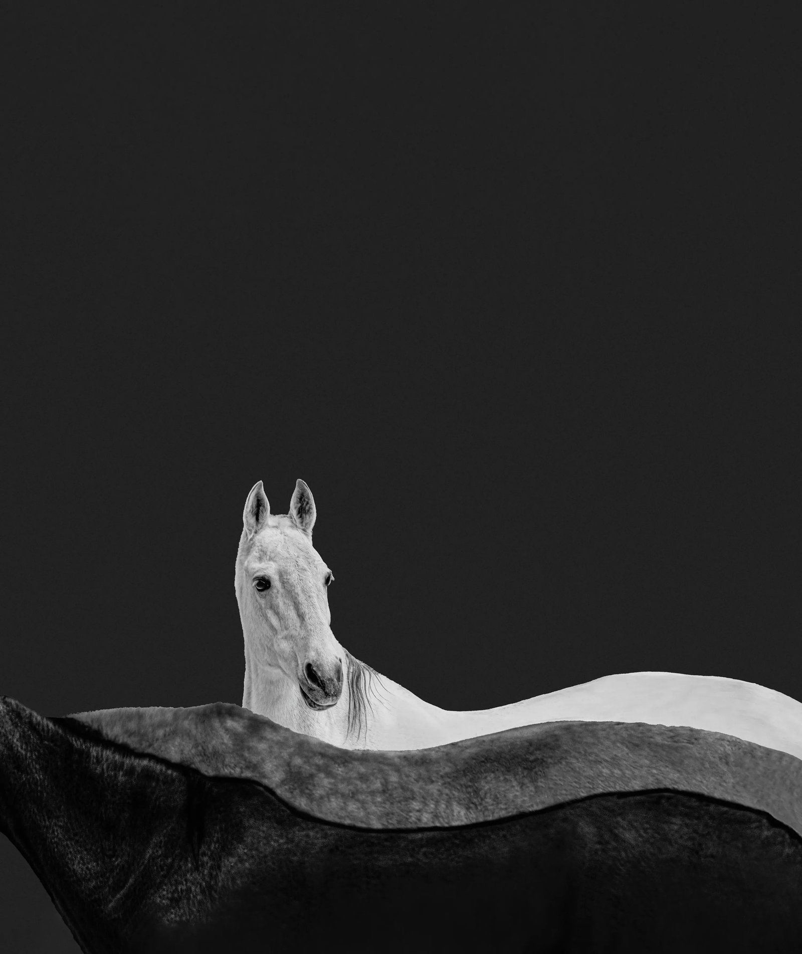 Akhal-Teke Horse #1: Print Date: 2026 Medium: Giclee print (Hahnemuhle 310gsm, 100% cotton, acid-free baryta paper) Edition: 1/5 Framing: Black aluminum alloy frame,Triple-layer, 100% cotton, acid-free mat board