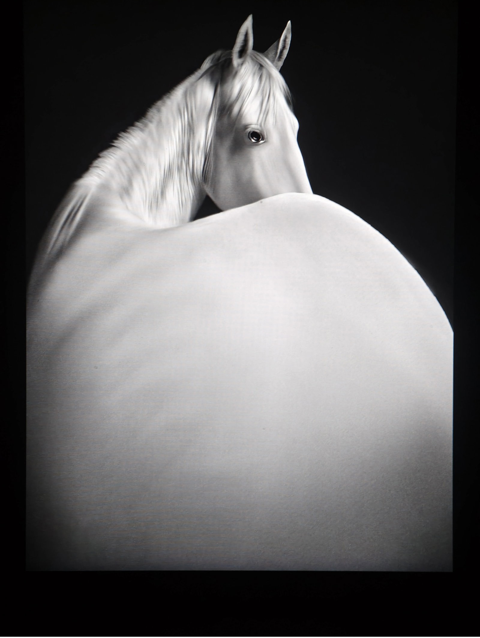 Akhal-Teke Horse #2: Print Date: 2026 Medium: Giclee print (Hahnemuhle 310gsm, 100% cotton, acid-free baryta paper) Edition: 1/5 Framing: Black aluminum alloy frame,Triple-layer, 100% cotton, acid-free mat board