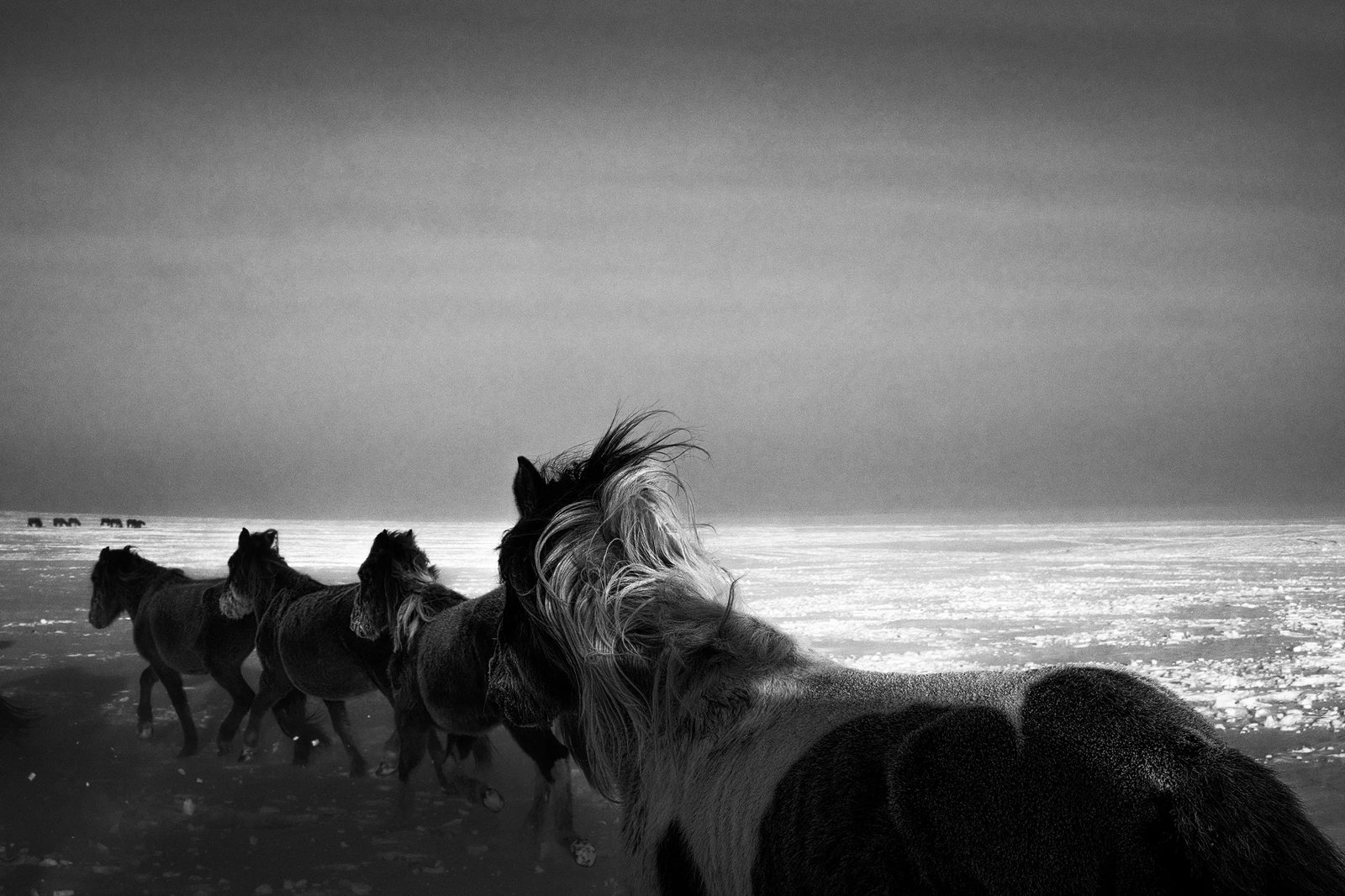 minus 40 C Mongolian Horse, No. 054: Location: Huitun Gacha, Ewenki Ethnic Sumu, Chen Barag Banner, Inner Mongolia Medium: Archival pigment print Edition: 1/9 Framing: Framed Signature: Signed by the artist These two works both belong