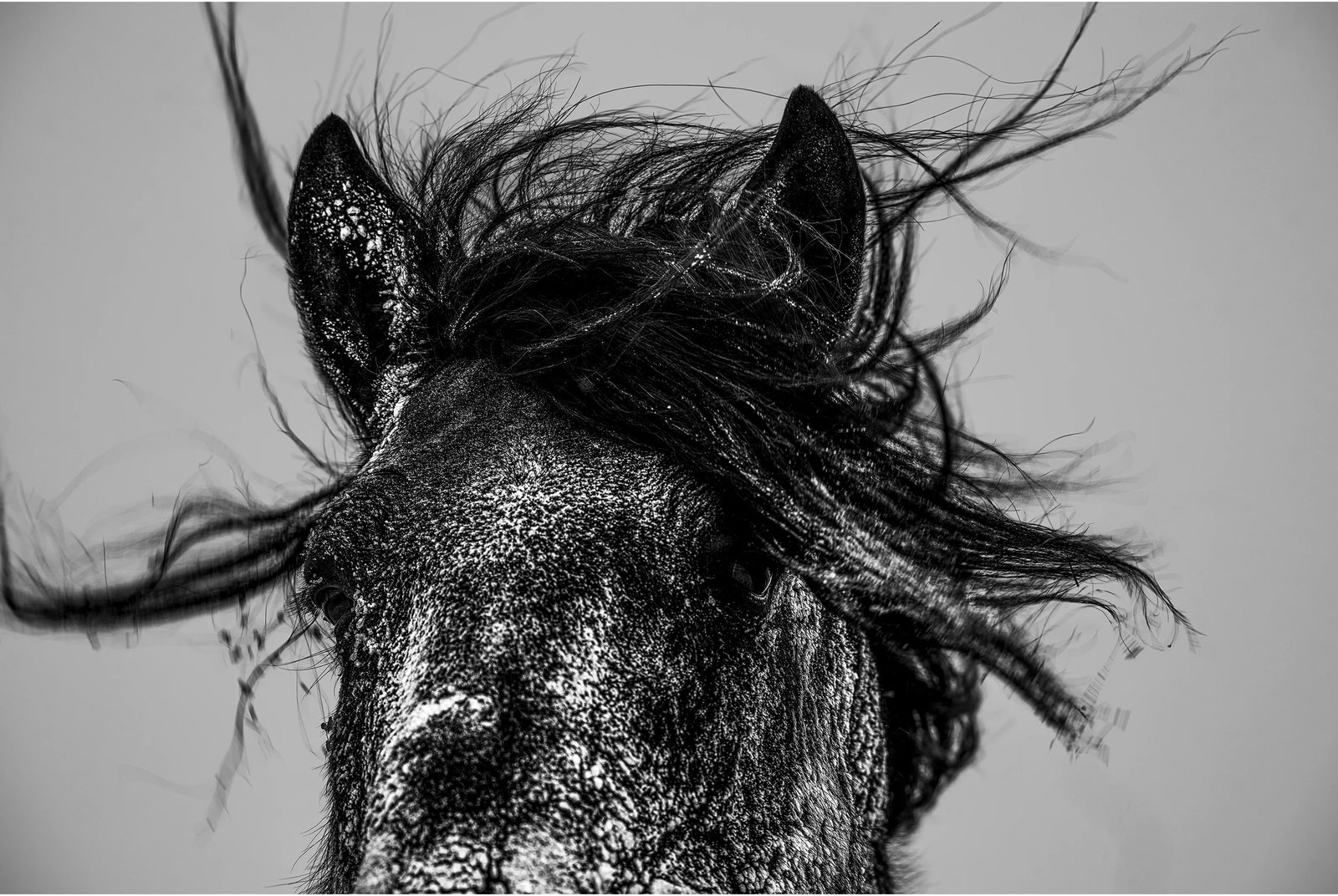 minus 40 C Mongolian Horse, No. 009: Location: Baiyanhada Gacha, Baiyanhada Sumu, Chen Barag Banner, Inner Mongolia Medium: Archival pigment print Edition: 1/9 Framing: Framed Signature: Signed by the artist These two works both belong