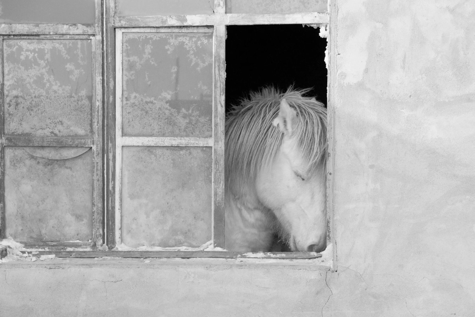 The Contemplative Horse: Print Date: 2026 Location: Xilingol Grassland, Inner Mongolia Medium: Hahnemuhle Baryta paper Technique: Digital giclee print Edition: 1/20 Framing: Acrylic frame Signature: Signed by the artist The
