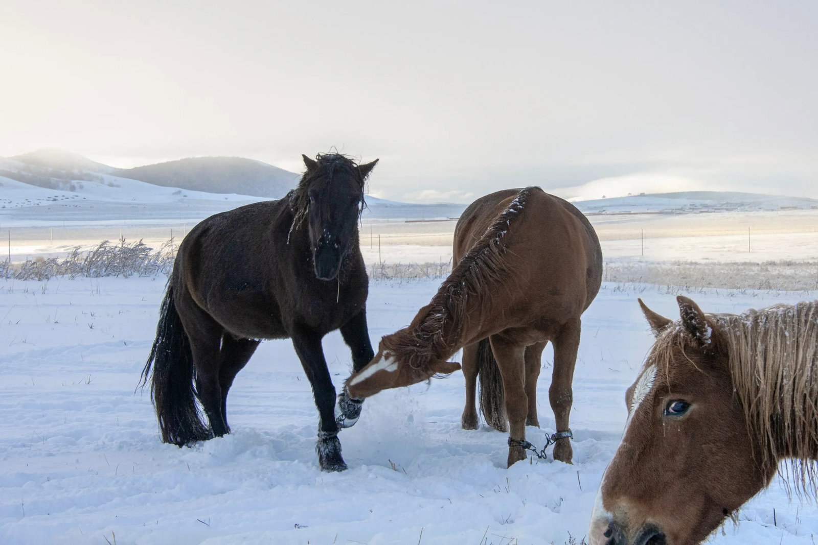 The Wilderness Is Not Empty: Location: Bashang, Inner Mongolia Medium: Hahnemuhle Photo Rag Ultra Smooth 305g Framing: Aluminum alloy frame Edition: 3/15 "The noblest conquest ever made by man is that of this proud and spirited