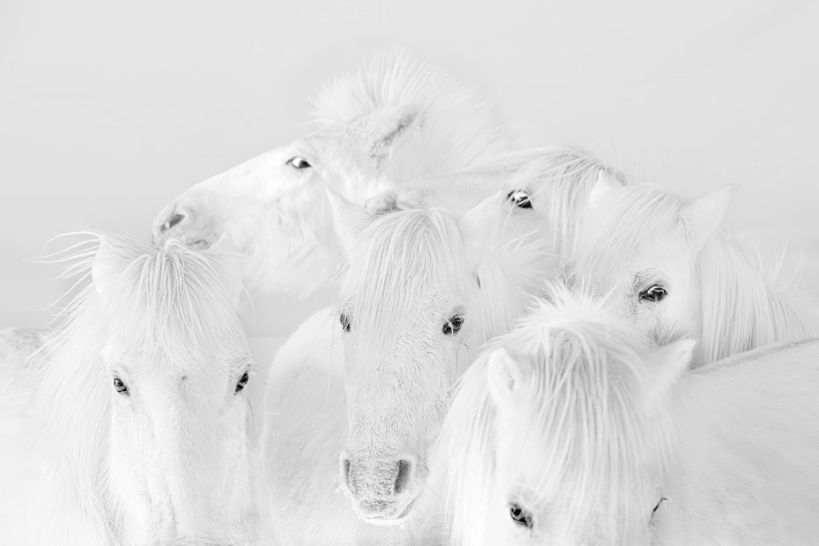 Form and Abstraction I: Location: Xi Ujimqin Banner, Inner Mongolia Medium: Hahnemuhle Photo Rag Ultra Smooth 305g Edition: 6/15 Framing: Aluminum alloy frame This work distills the vitality of horses into a pure and highly