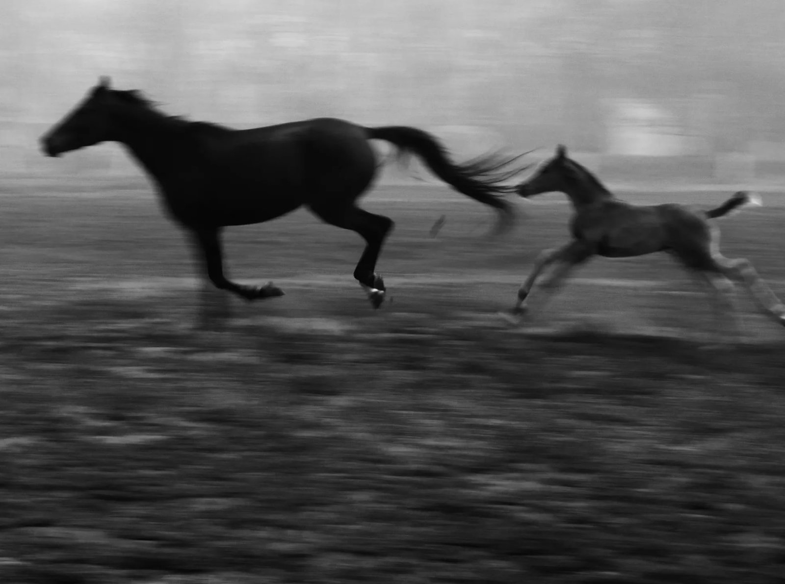 Foal Running Beside Its Mother: Creation Date: 2016 Location: Linyi, Shandong Technique: Digital giclee print Edition: 1/5 Signature: Signed by the artist Foal Running Beside Its Mother was photographed in Linyi, Shandong, in 2016.