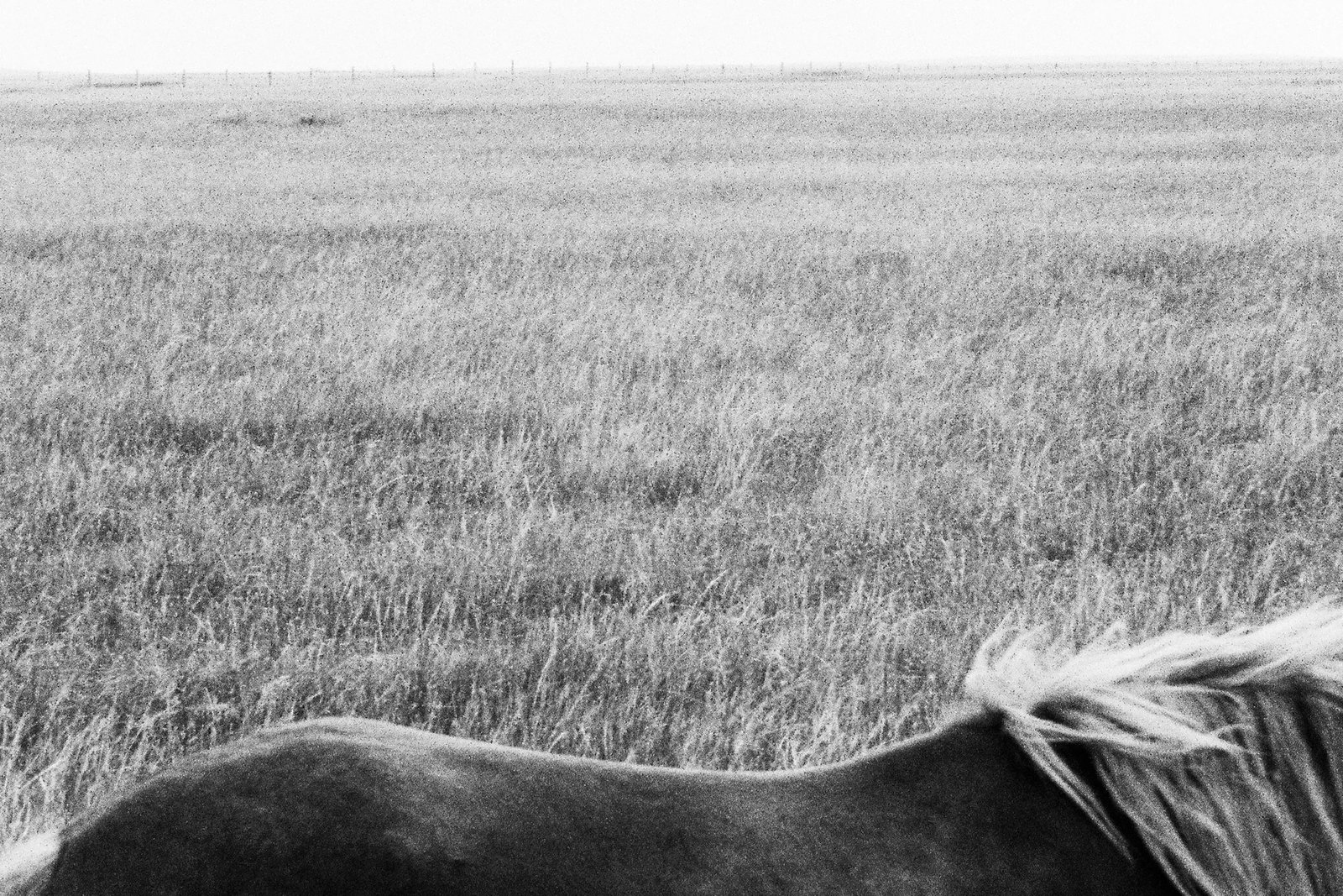 A Horse in the Wilderness: Print Date: 2025 Medium: Gelatin silver print Framing: German Nielsen silver-grey slim frame + imported acid-free cardstock + American TruVue museum-grade high-transmission anti-reflective acrylic.