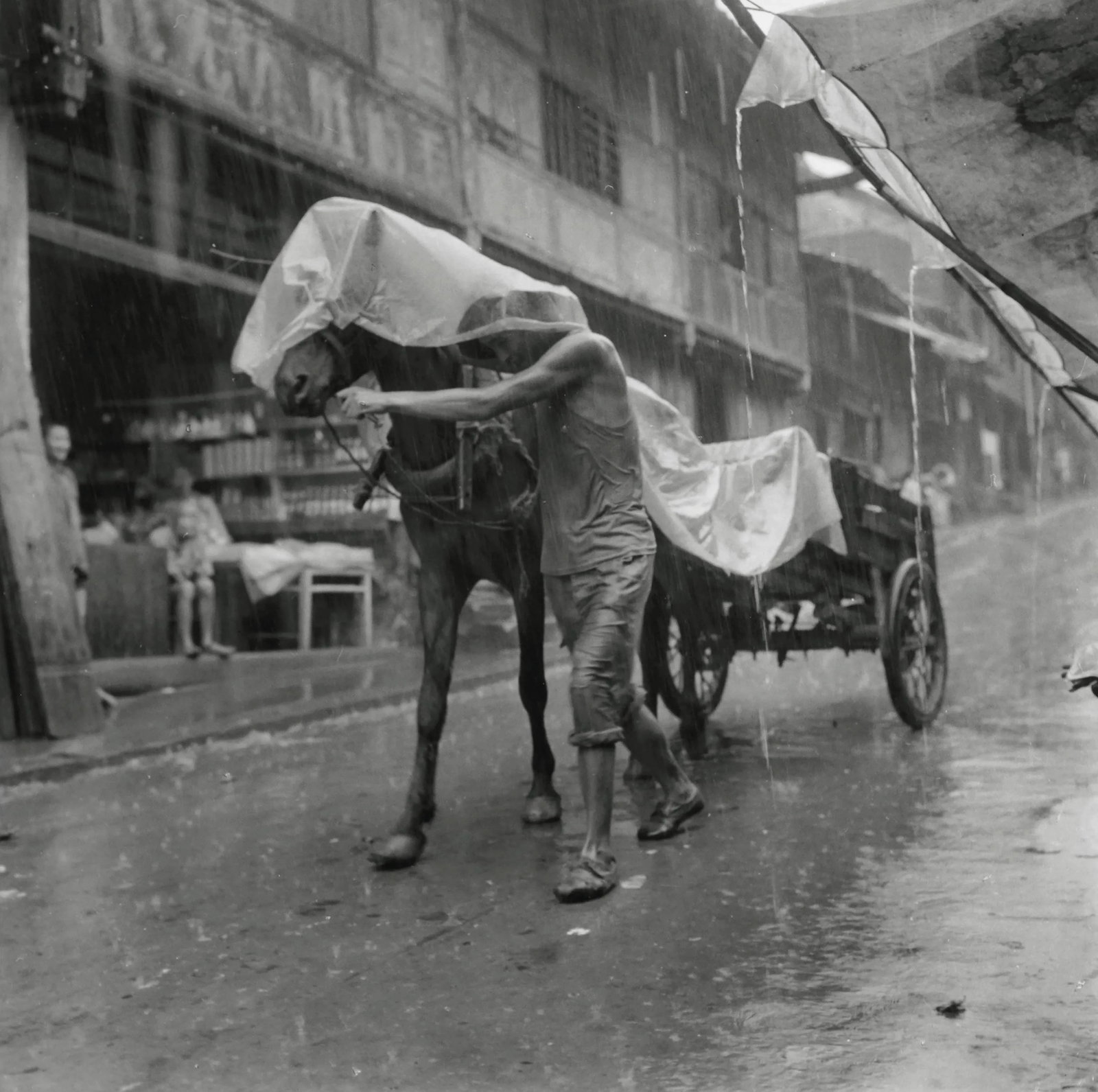 Horse Handler in the Rain (1 of 1)