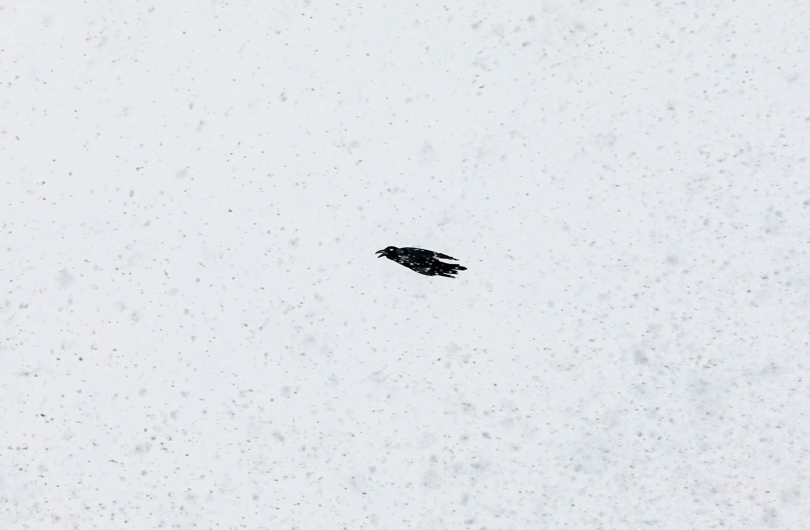 A Passage Through Snow (1 of 1)