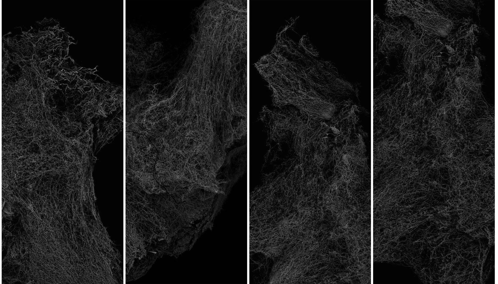 Withered Plant: Medium: Washi paper, archival pigment print Edition: 2/2 Framing: Hand-mounted Japanese hanging scroll Withered Plant is one of Matsuura Kikoh's most representative series. Using a Scanning Electron