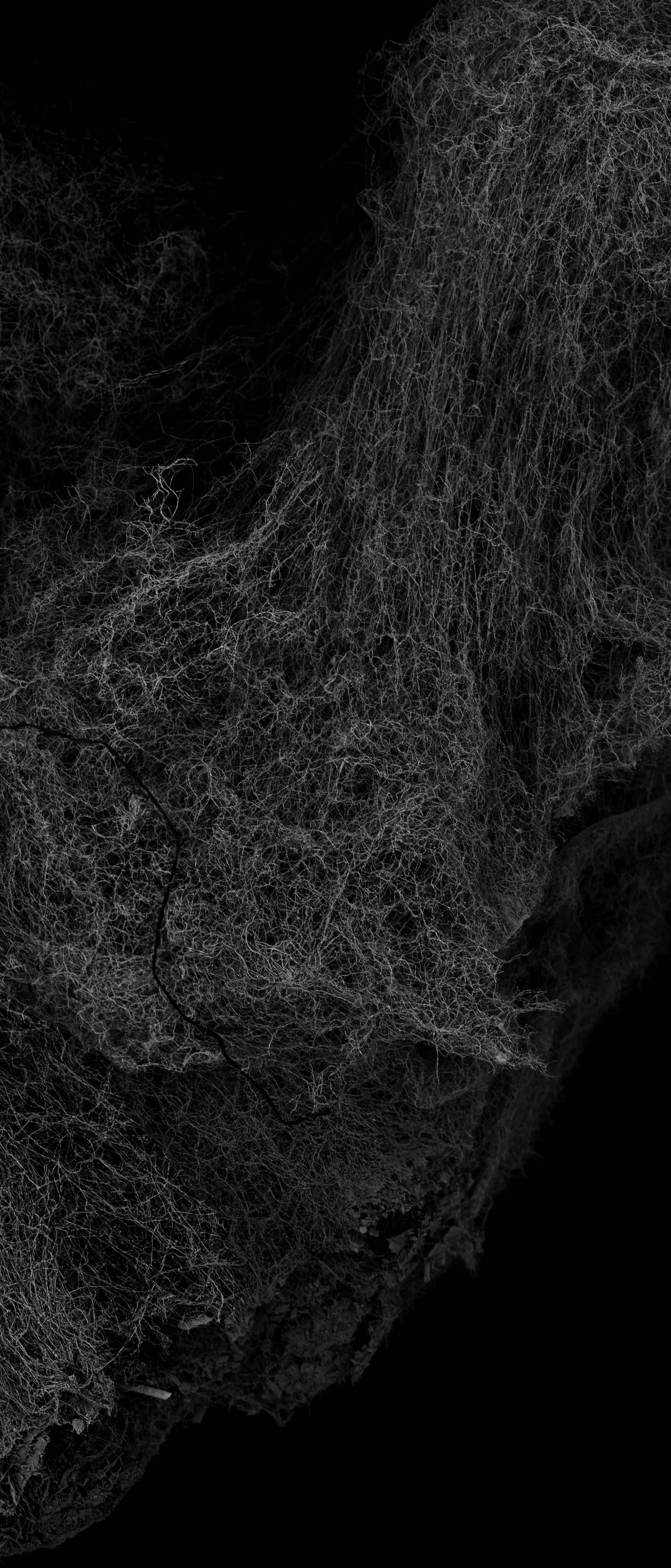 Withered Plant - 3
