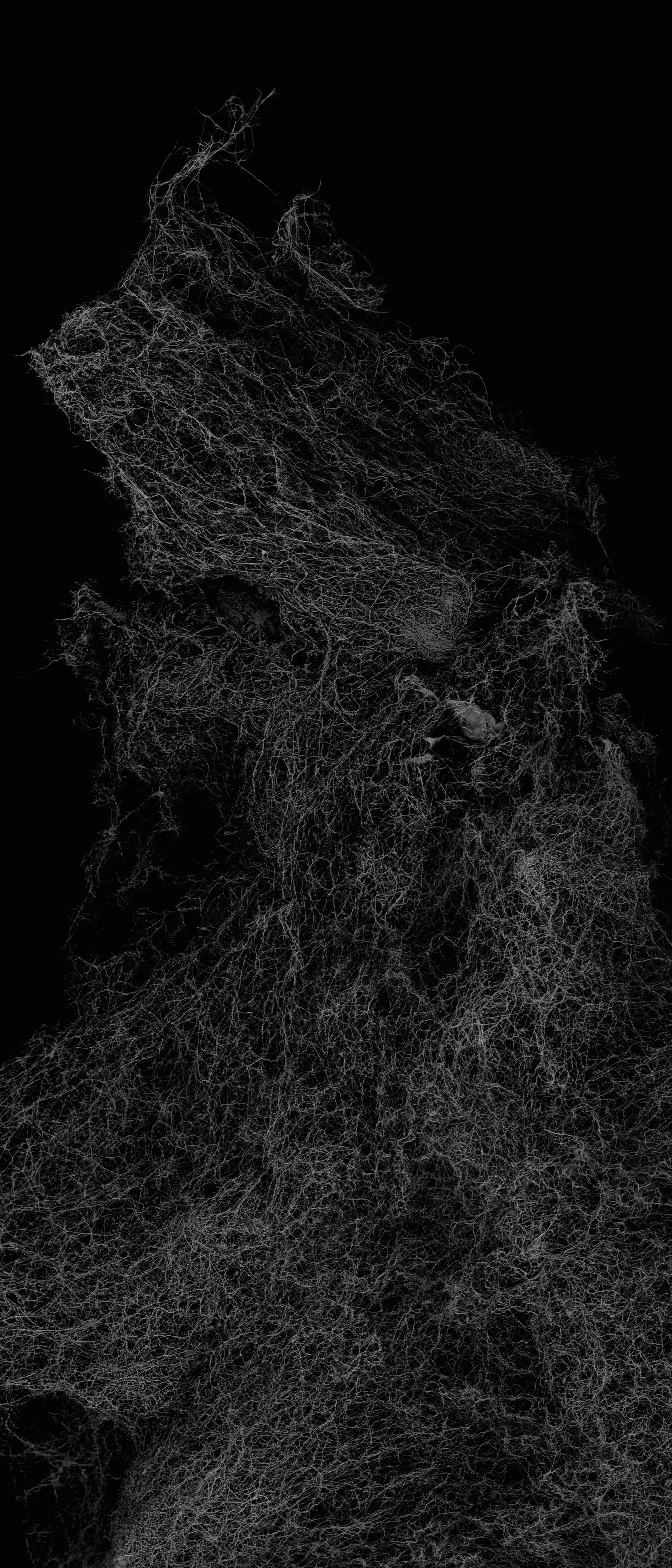 Withered Plant - 4