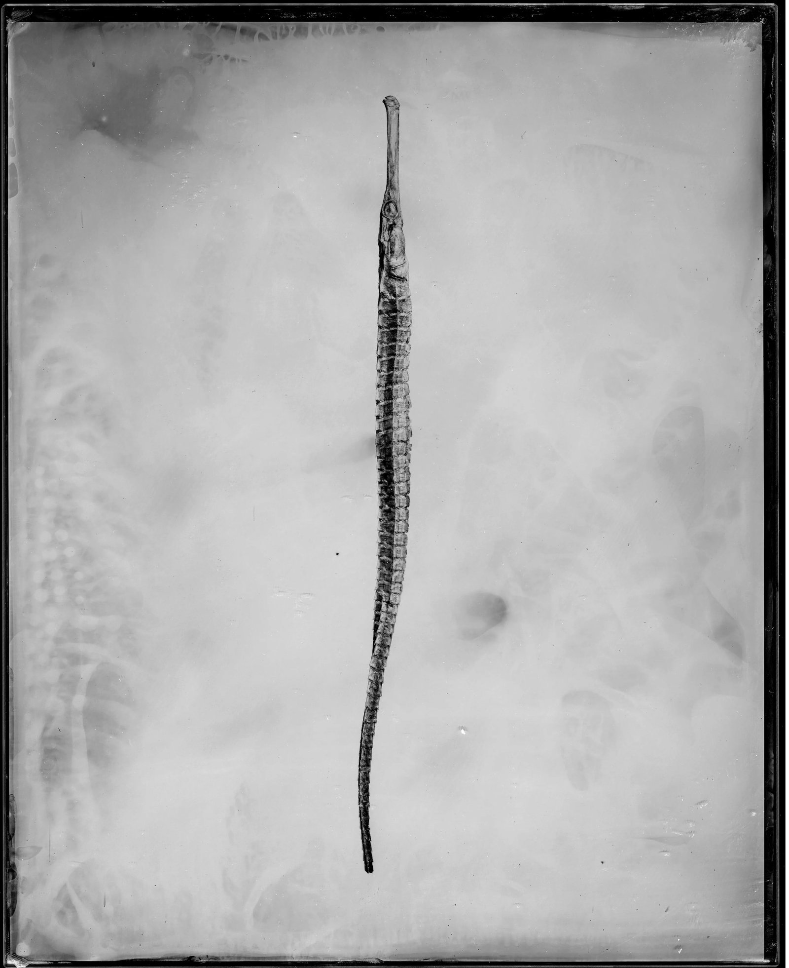 Medicinal Objects: Seahorse: Medium: Wet plate collodion on glass Edition: Unique original Framing: Wenge floating frame Medicinal Objects: Seahorse is one of the representative works from Luo Bin's long-term ongoing subject.