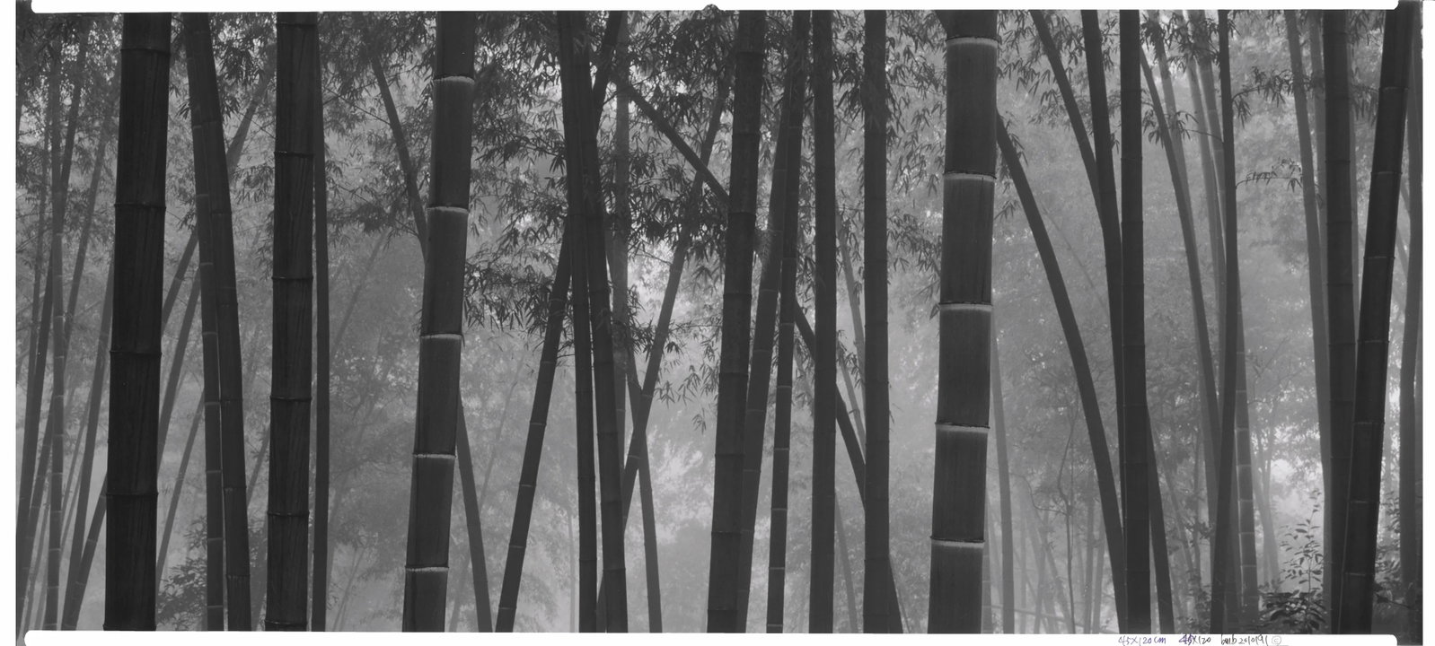 General Guan: Medium: Gelatin silver print Edition: 3/12 Framing: Museum-quality framing with anti-reflective glass Signature: Signed by the artist Winter Light and General Guan both belong to DaeSoo Kim's