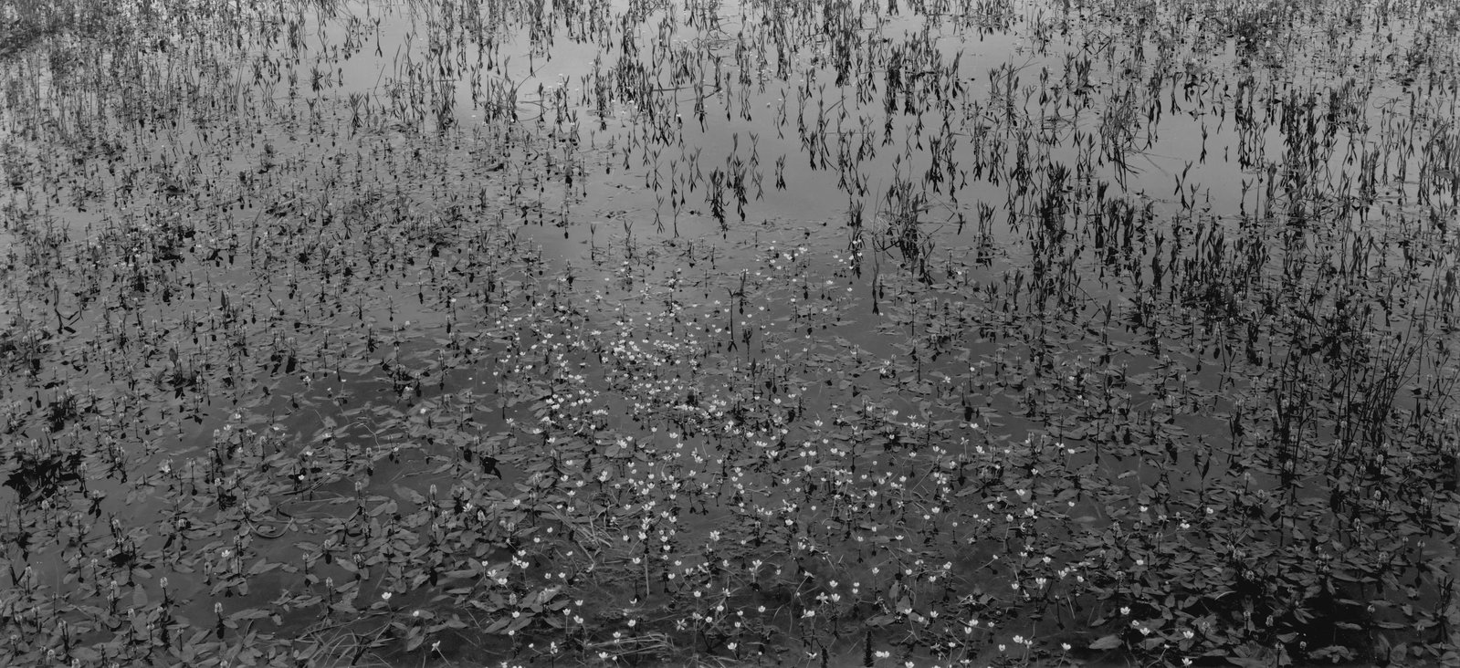 Flower Lake: Print Date: 2023 Location: Flower Lake, Sichuan Camera Format: Large-format camera with Ilford sheet film Medium: Gelatin silver print on chloride silver paper base Edition: 4/20 + 2 AP Framing: Museu