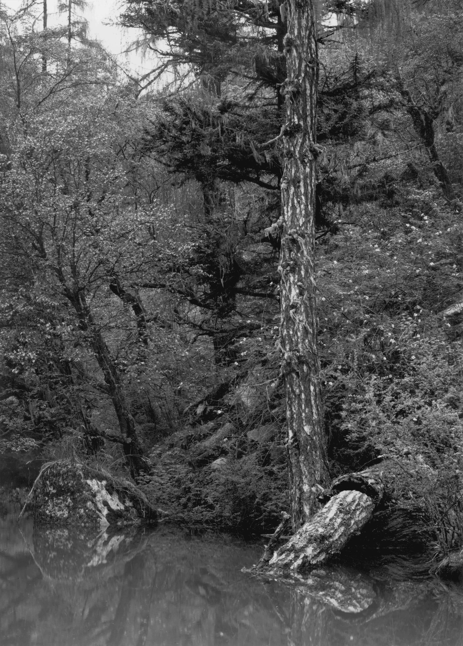 Broken Trunk (1 of 1)