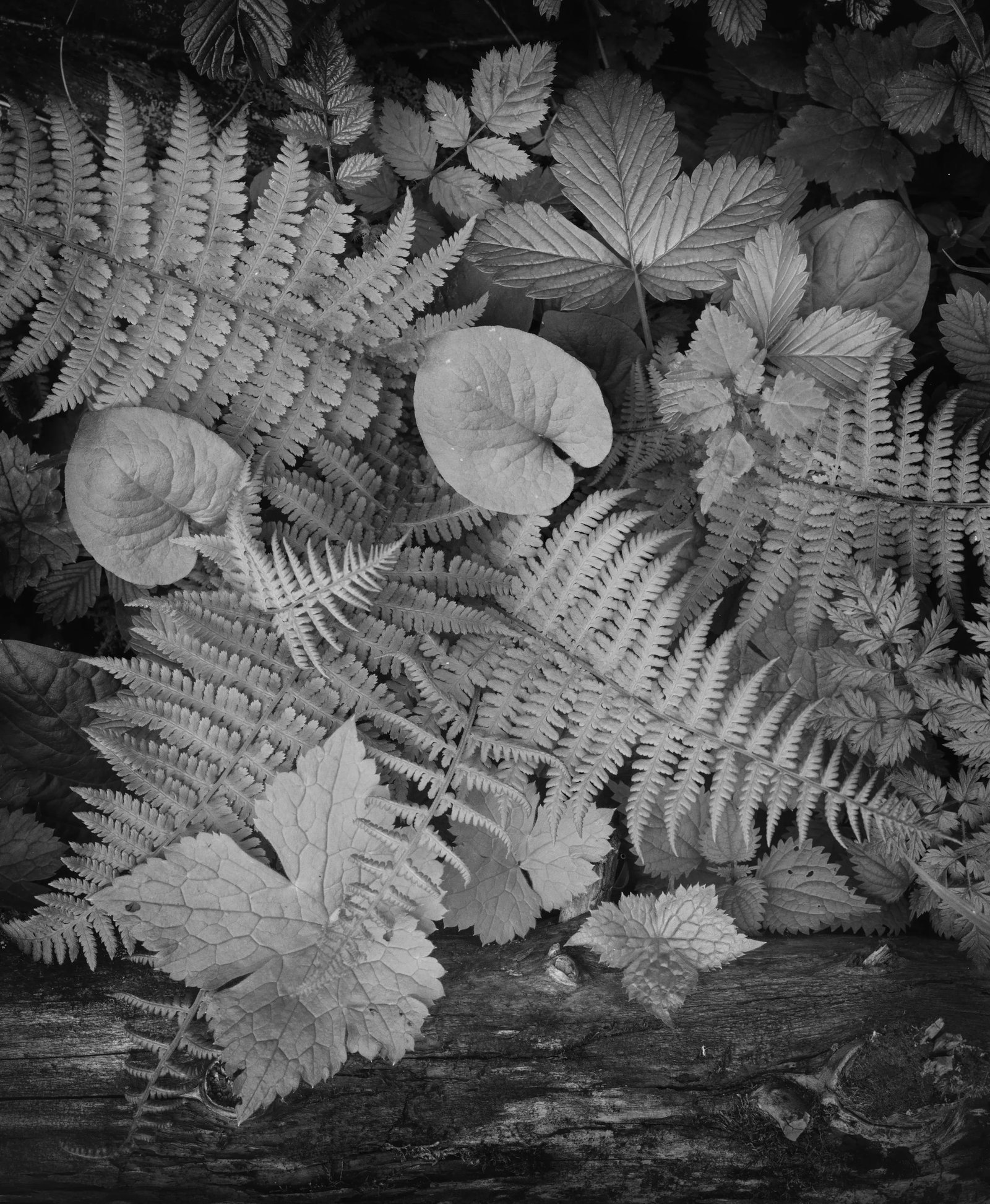 Leaves (1 of 1)