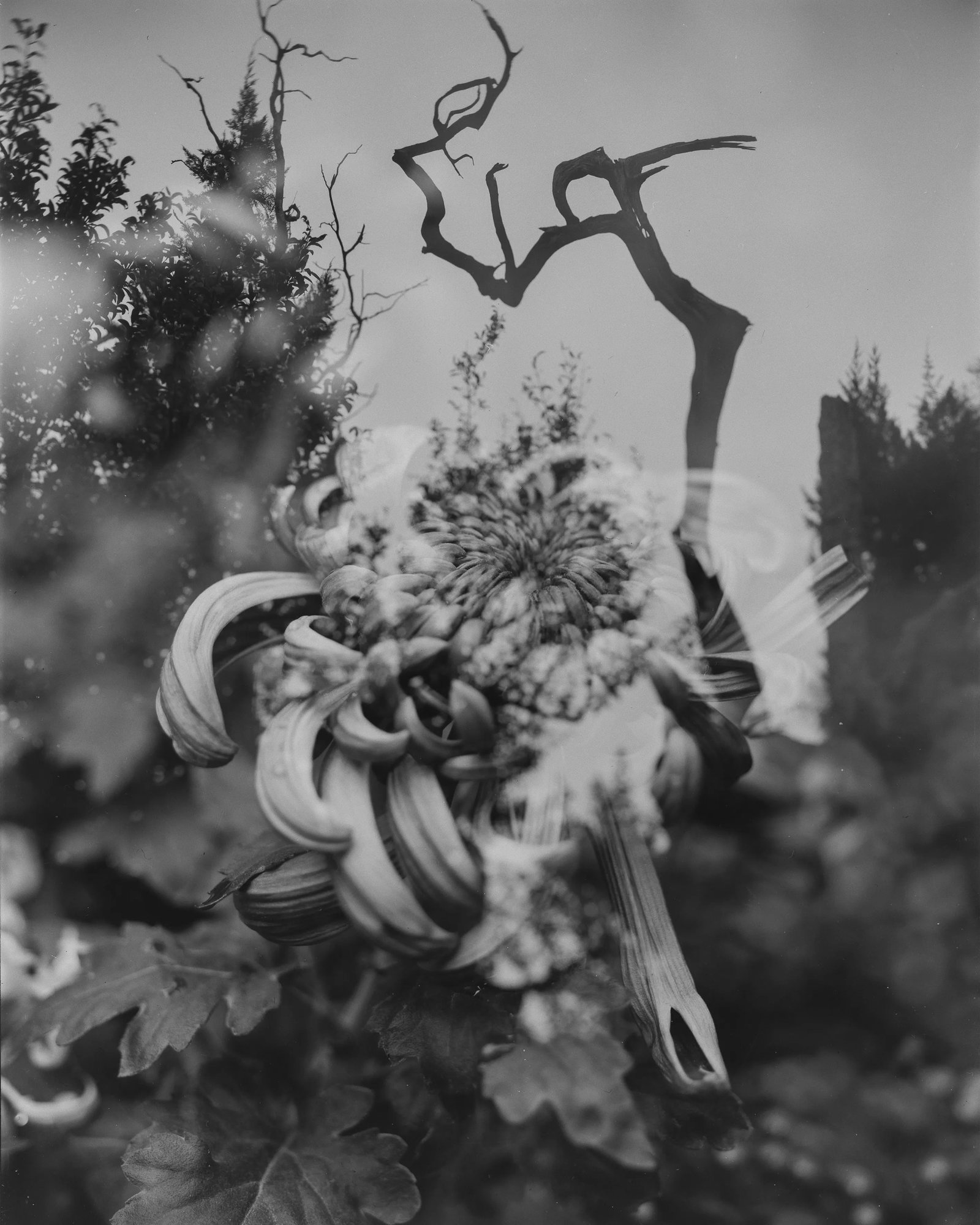 From 'Faerie' series: Technique: Gelatin Silver Framing: Walnut-colored aluminum alloy frame with acid-free mounting Edition: 2/10 Faerie, from the series Immortal Gardens, is an important work in which Zhou Yang turns to