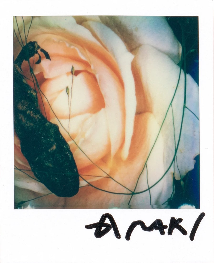 Flowers: Medium: Polaroid Edition: Unique Framing: Museum-quality framing with anti-reflective glass Signature: Signed by the artist The Flowers series is a major motif in Nobuyoshi Araki's flower photography 