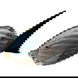 1970s Modernist Blue Black and White Murano Glass Figure of a Tropical Fish: This Murano Glass Figure of a Tropical Fish is a stunning and iconic piece of art that embodies the artistic spirit of the era. Murano glass, hailing from the famous glassblowing island of Murano in V