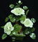 REAL WHITE JADE BONSAI FLOWER