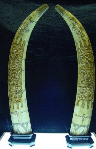 40" Antique Pair of Cow Bone Dragon Tusks : THIS IS A PAIR OF ANTIQUE TUSKS, MADE OF 100% NATURAL COW BONES. IT TOOK SCULPTORS 1 MONTH TO COMPLETE CARVING. DRAGONS ARE CARVED ON THE SURFACE OF THE TUSKS. IT IS ALL HAND-CARVED. THIS PAIR OF TUSK