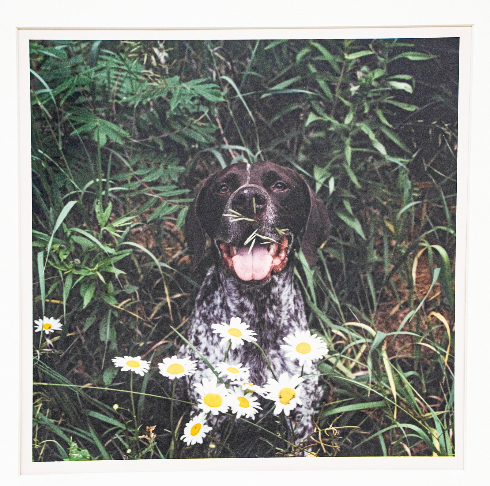 William Wegman (b. 1942) - "Nice Spot", 1991  | Ultra Rare 1 of 1 - Hand Signed (1 of 5)