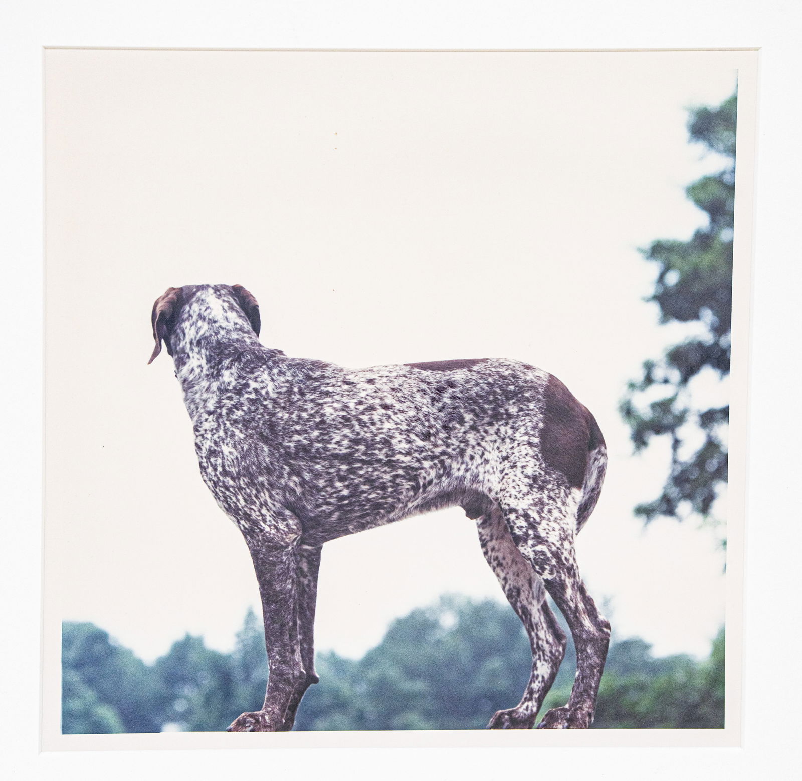 William Wegman (b. 1942) - "Side View", 1991 | Ultra Rare 1 of 1 - Hand Signed (1 of 5)