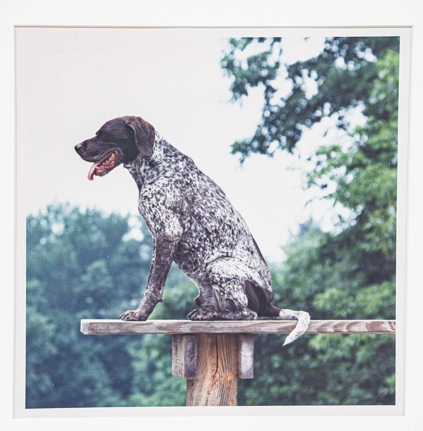 William Wegman (b. 1942) - "On Board", 1991 | Ultra Rare 1 of 1 - Hand Signed (1 of 5)