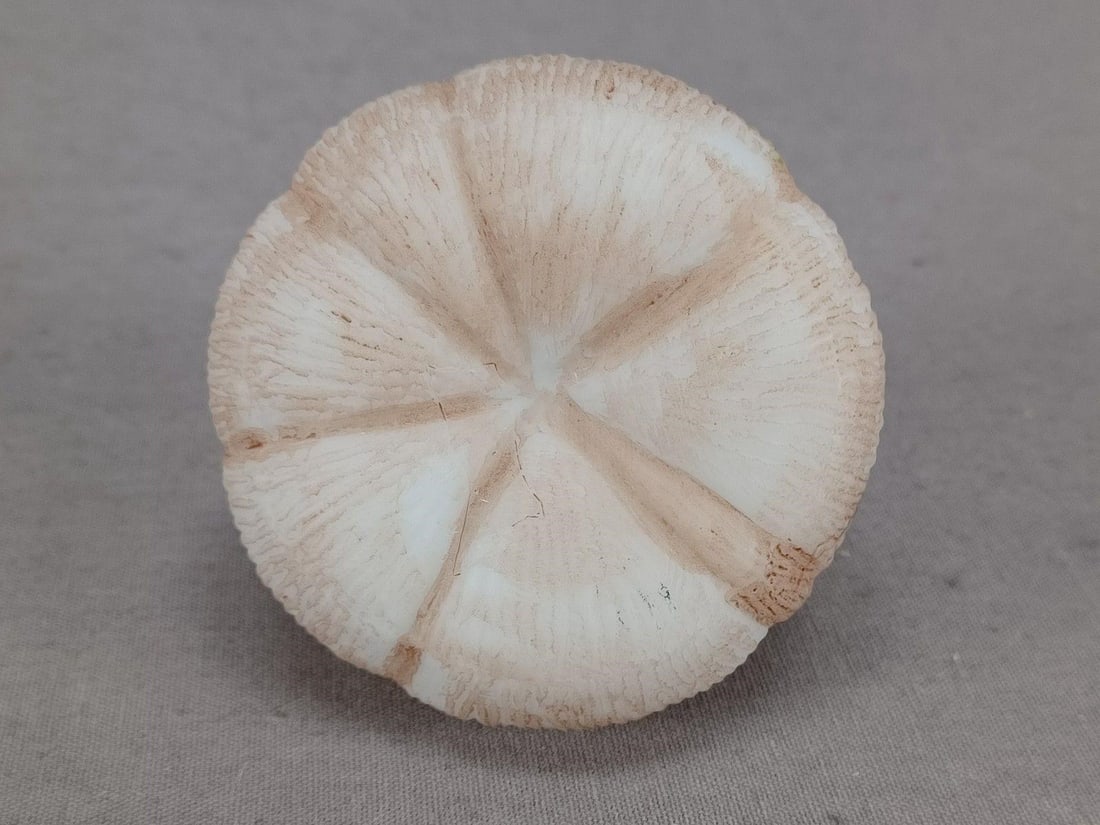 Mt Washington Beet / Fig Shape Daisies Shaker - 7