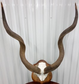 Mounted African Kudu Antelope Horns