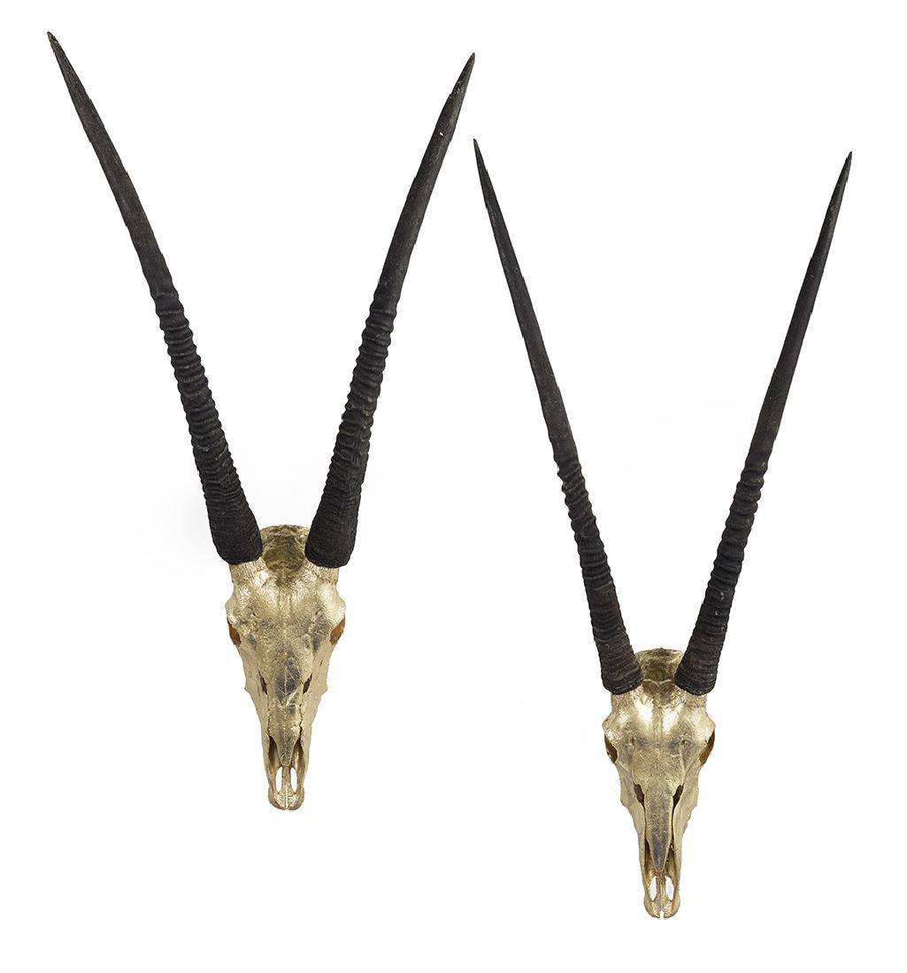 Pair of Gold-Leafed Gemsbok Skulls (1 of 1)