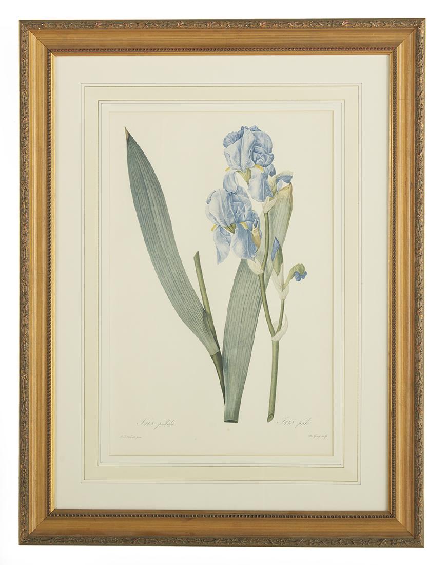 After Pierre-Joseph Redoute (French, 1759-1840) (1 of 2)