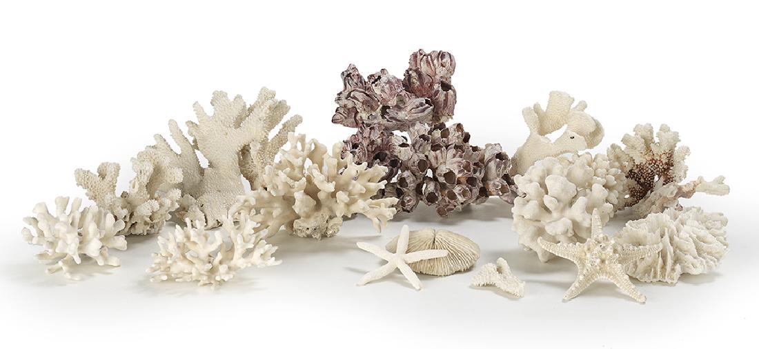 Seventeen Pieces of Assorted Coral and Sea Life: Seventeen Pieces of Assorted Coral and Sea Life consisting of four barnacle clusters, two starfish, one mushroom coral, and ten pieces of various types of cat's paw coral h. 2" to 10"
