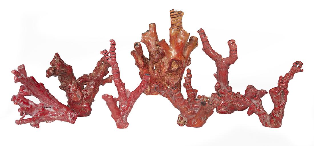 Group of Seven Coral Branches (1 of 1)