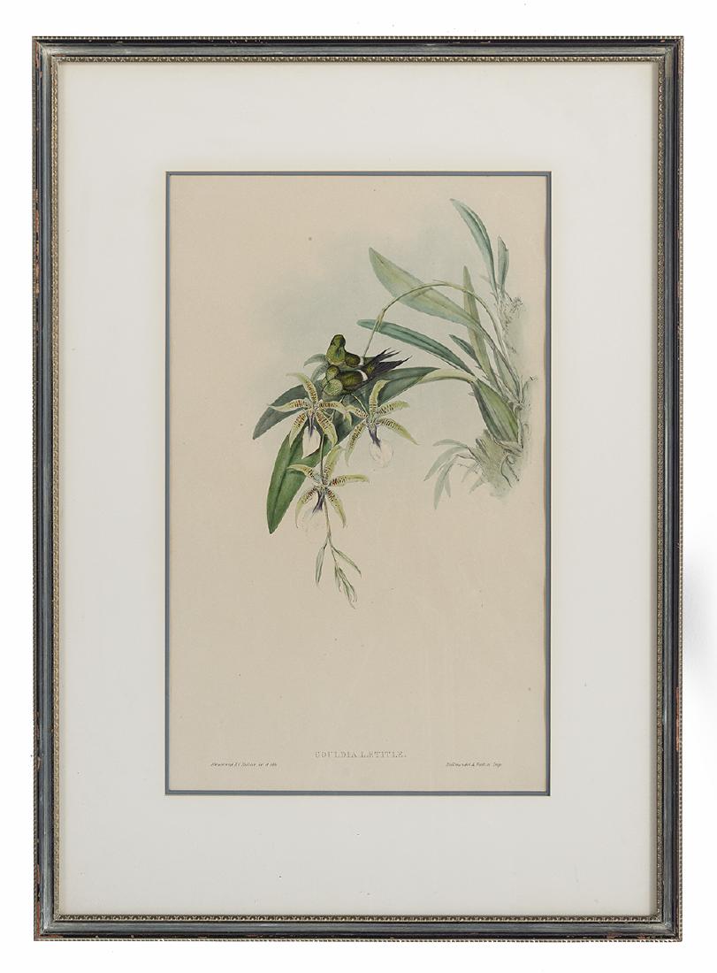 Gould & Richter Ornithological Lithographs (1 of 4)