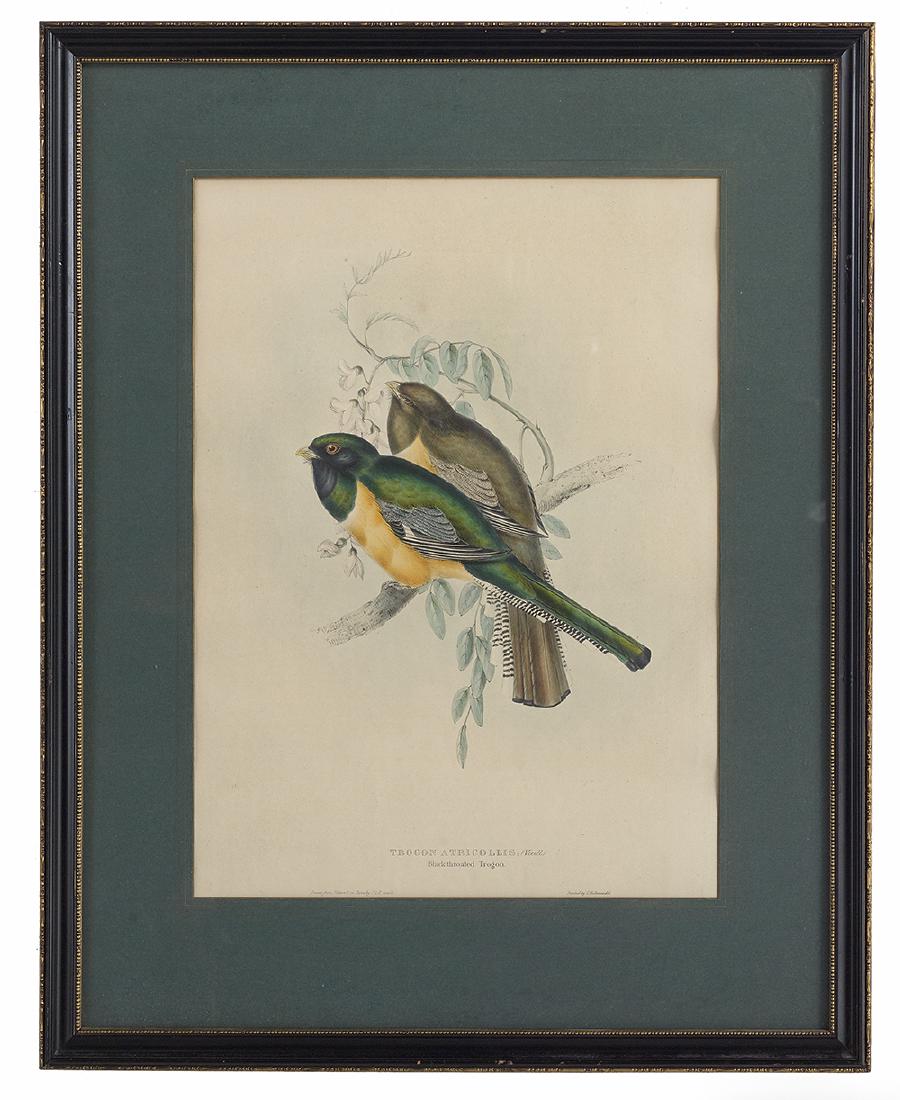 Gould & Richter Ornithological Lithographs (1 of 3)