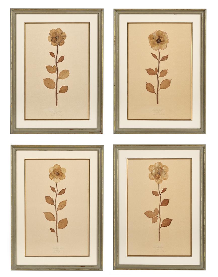 Four Pressed Skeleton Botanicals of Roses (1 of 9)