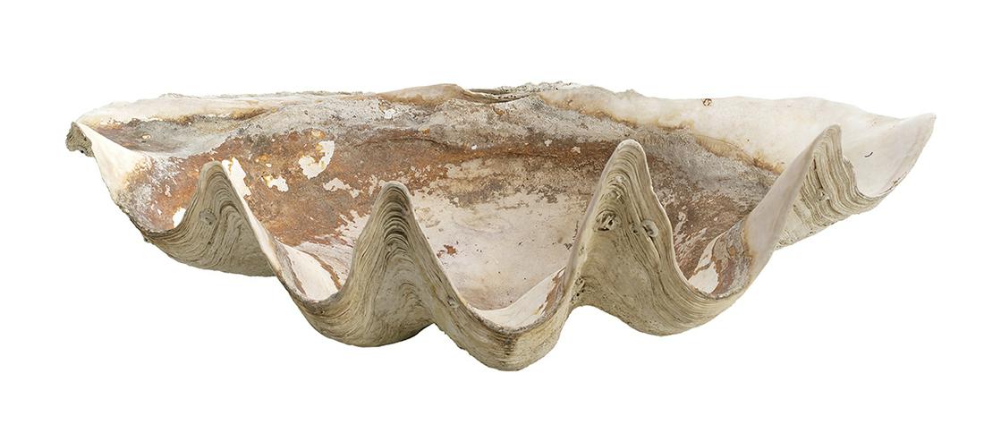Large Fossilized Clam Shell (1 of 1)