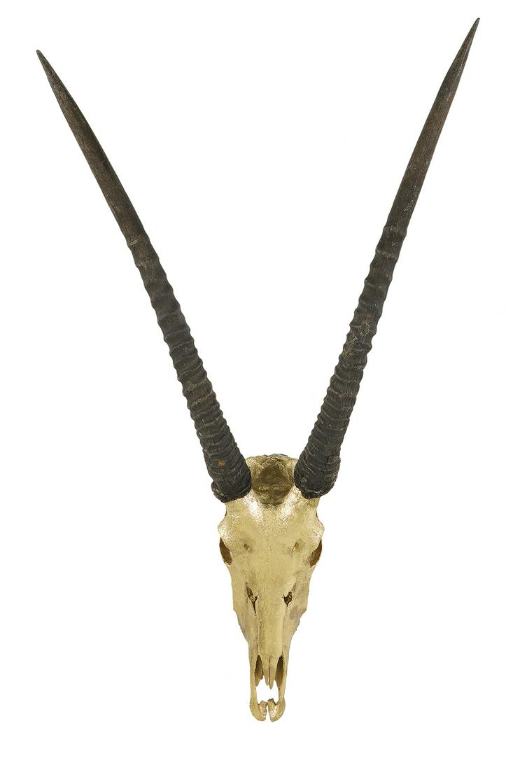 Pair of Gold-Leafed Gemsbok Skulls (1 of 2)