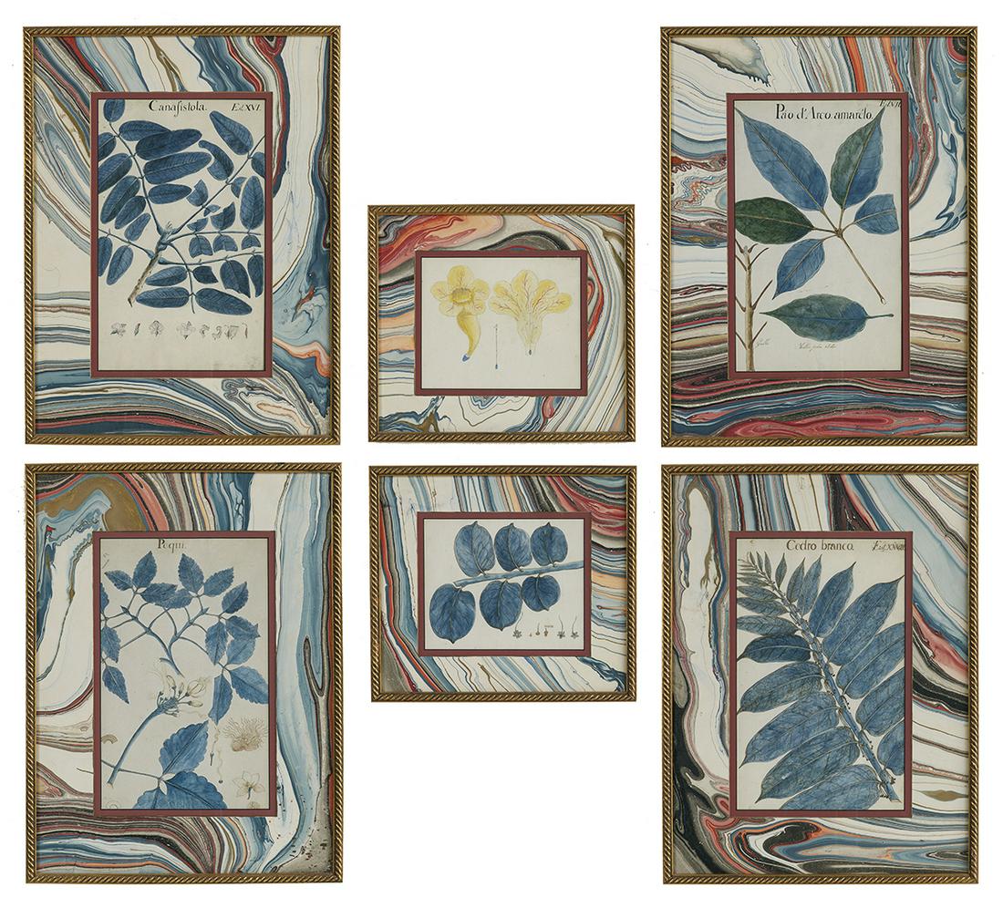 Six Hand-Colored Botanical Illustrations: Collection of Six Hand-Colored Botanical Illustrations of Caribbean Plants 17th/18th century, all presented in matching Florentine mats and rope-molded giltwood frames. overall 20" x 15"; 11-1/4" x 12