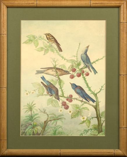 Continental School (20th Century): Continental School (20th Century), pair of watercolors depicting various birds perched on tree branches, including cardinals and bluebirds, signed "C. Tango", sight 15" x 11". Glazed, matted and prese