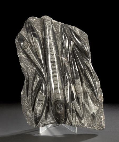Museum Quality Extinct Orthoceras Fossil Plate: Striking Museum Quality Extinct Orthoceras Fossil Plate, Devonian Era, ca. 395-345 million years old, this plate contains fifteen orthoceras fossils in matrix including large, medium and small specime