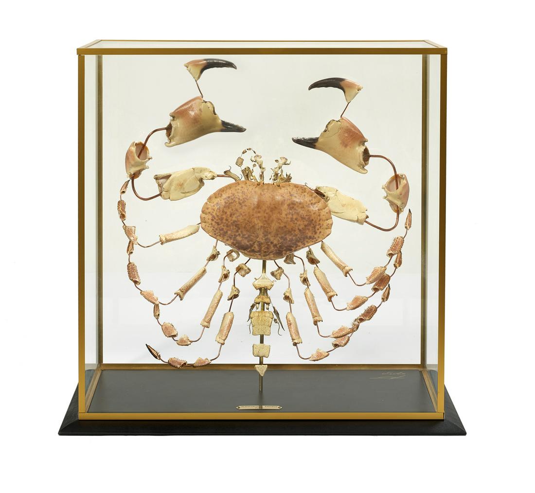 Large French Disarticulated Brown Crab (1 of 3)