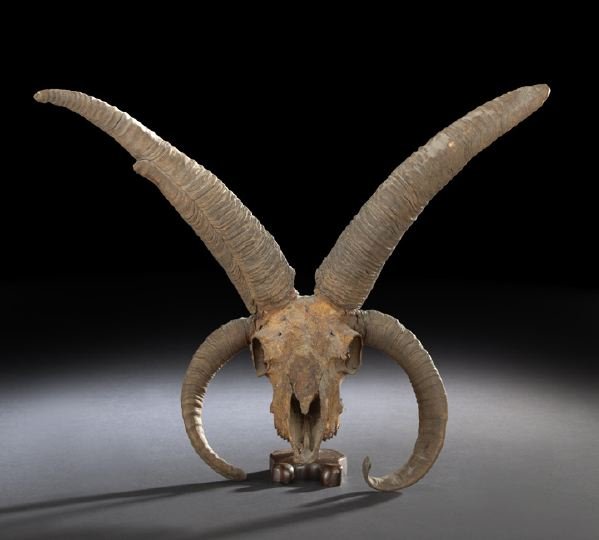 Four-Horned Ram Skull: Four-Horned Ram Skull, lacking the mandible, the upper jaw lacking the front teeth, the skull proper l. 8-1/2", w. 4-1/2", the upper horns l. 12-1/2", the lower horns l. 7".