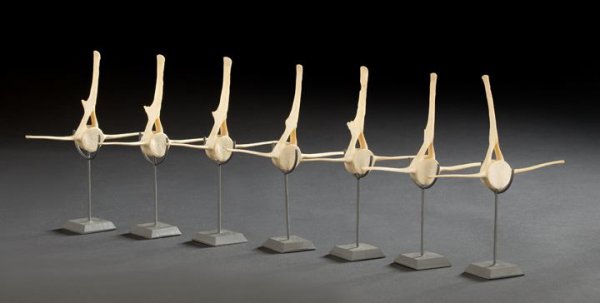 Seven-Piece Collection of Bleached Fish Vertebrae: Interesting Seven-Piece Collection of Bleached Bone Fish Vertebrae, each mounted on a custom blackened steel upright display stand, h. 9".