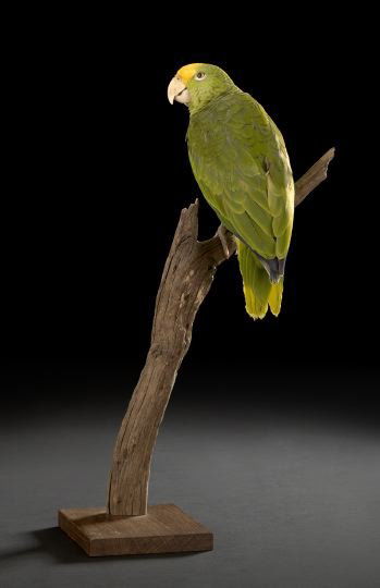 Good Taxidermy Specimen of a Yellow-Headed Amazon: Good Taxidermy Specimen of a Yellow-Headed Amazon (Parrot), scientific name Amazona oratrix, native to forested areas near water in Guatemala and Belize, with a bright green body and yellow head, with