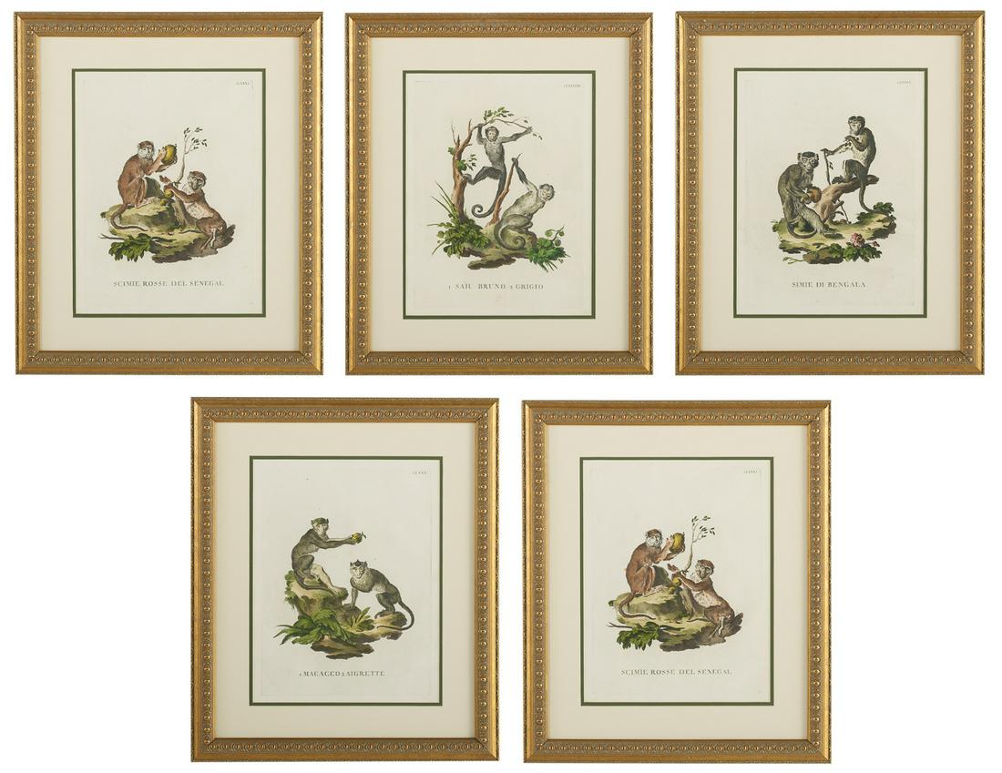 Four Continental Hand-Colored Engravings: Suite of Four Continental Hand-Colored Engravings of Monkeys 19th century. Each matted, glazed and framed. sight 15" x 11-1/2", framed 22-1/2" x 19" Provenance: The Collection of the Late Dr. E. Ralph