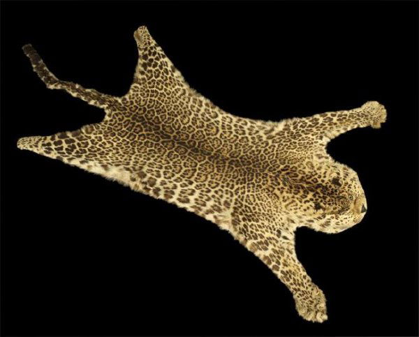 Full Jaguar Skin Rug: Full Jaguar Skin Rug, the well-preserved pelt with full bound backing, the head set with taxidermic eyes, the body retaining the front claws, l. 90", w. 23-1/4".