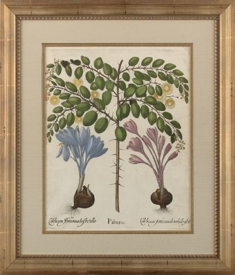 Basilius Besler (German, 1561-1629): Basilius Besler (German, 1561-1629) "Paliurus", plate 353, from Hortus Eystettensis, copper engraving with hand coloring, first edition, 1613, Nuremberg, sight 19-1/4" x 15-1/2". Glazed, matted and ha