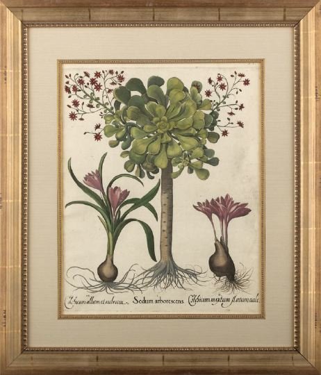 Basilius Besler (German, 1561-1629): Basilius Besler (German, 1561-1629) "Sedum Arborscens", from Hortus Eystettensis, copper engraving with hand coloring, first edition, 1613, Nuremberg, sight 19-1/4" x 15-1/2". Glazed, matted and hands